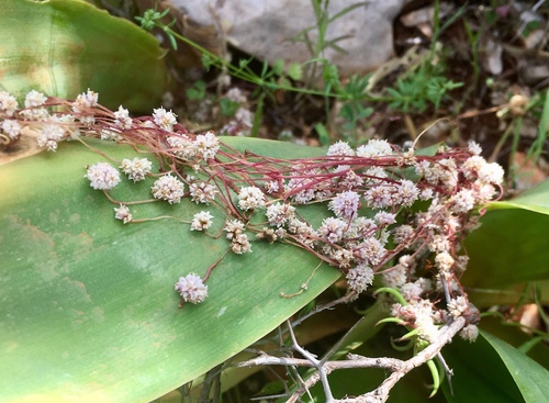 Cuscuta epithymum iNat (2)