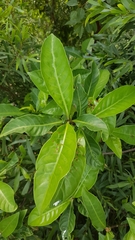 Psychotria asiatica