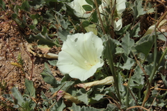 Calystegia collina