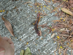 Scolopendra multidens