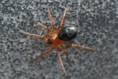 Oedothorax retusus