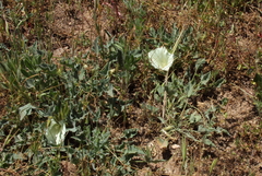 Calystegia collina
