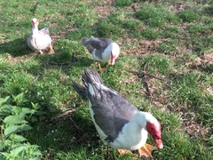 Cairina moschata domestica