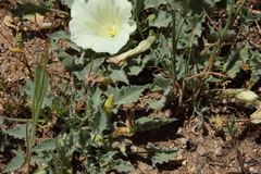 Calystegia collina