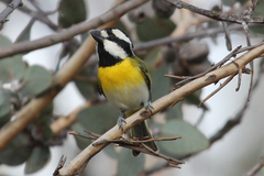 Falcunculus leucogaster