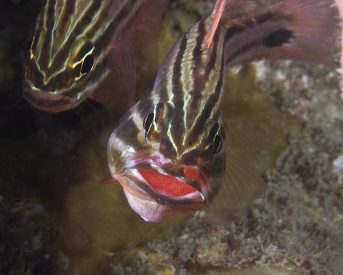 Sydney cardinalfish (Ostorhinchus limenus) — Apogonidae — 3