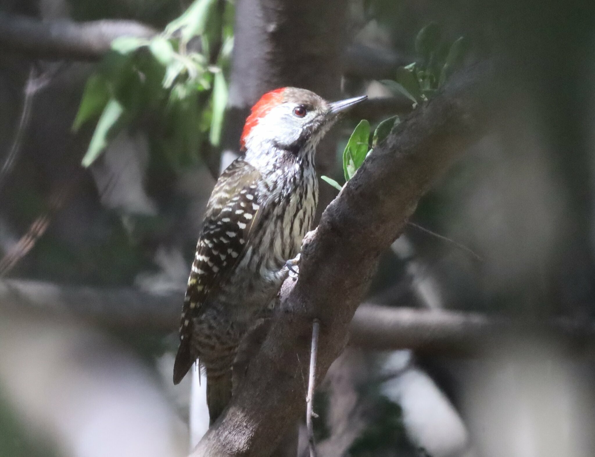 Cardinal Woodpecker (Dendropicos fuscescens)