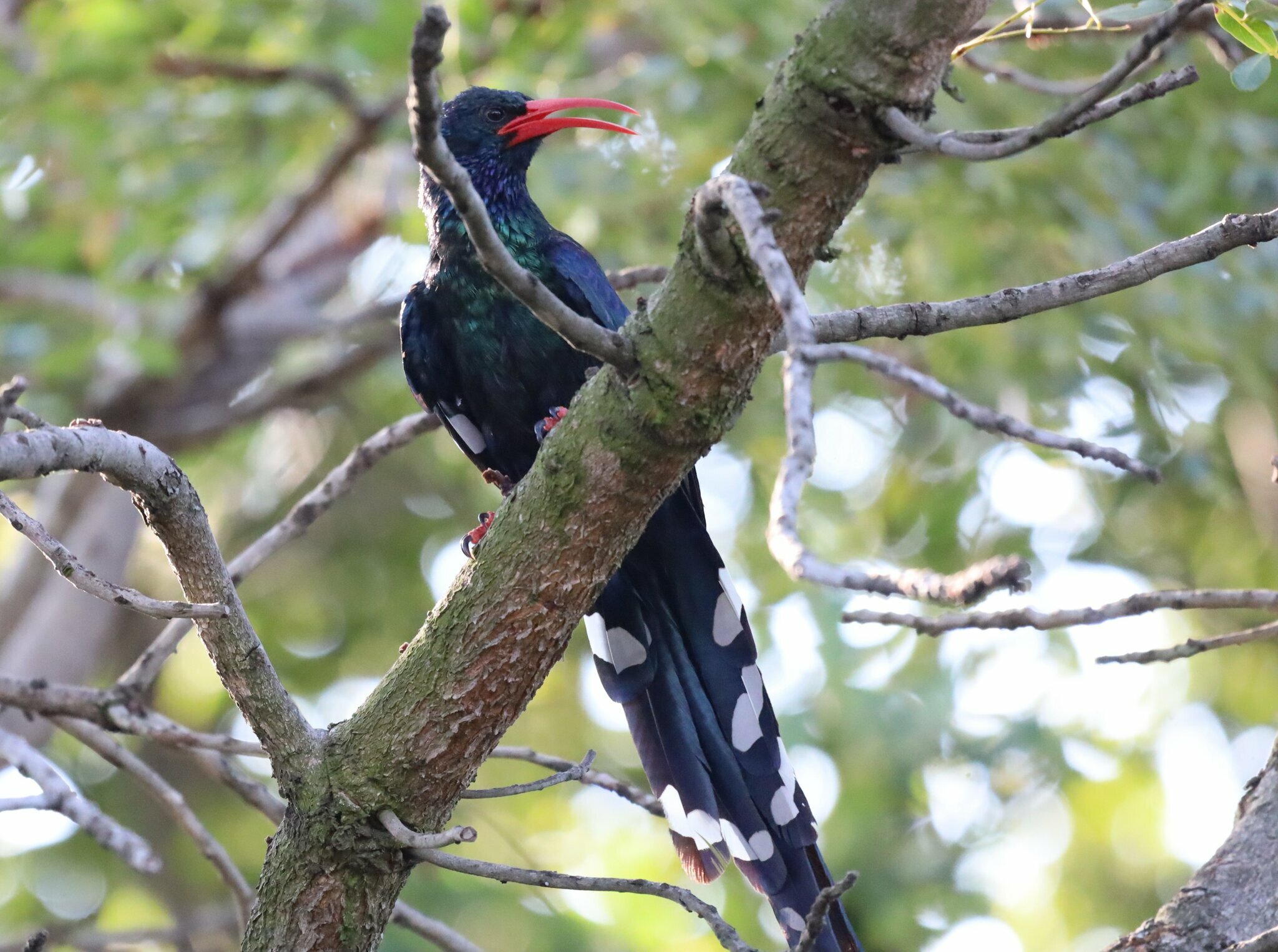 Green Woodhoopoe illustration