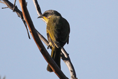Lichenostomus cratitius
