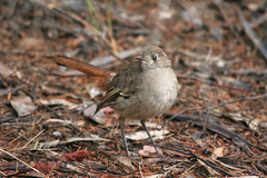 Drymodes brunneopygia