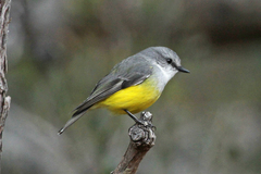 Eopsaltria griseogularis