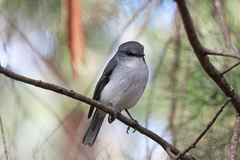 Eopsaltria georgiana