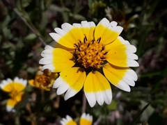 Layia chrysanthemoides