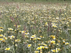 Layia chrysanthemoides