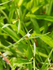 Scleromitrion diffusum