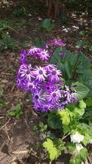 Pericallis × hybrida