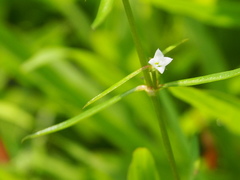 Scleromitrion diffusum
