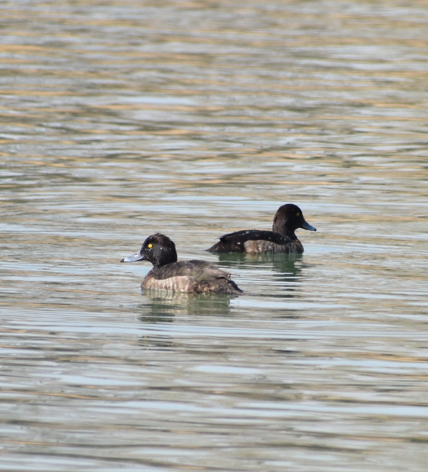 Tufted Duck