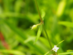 Scleromitrion diffusum