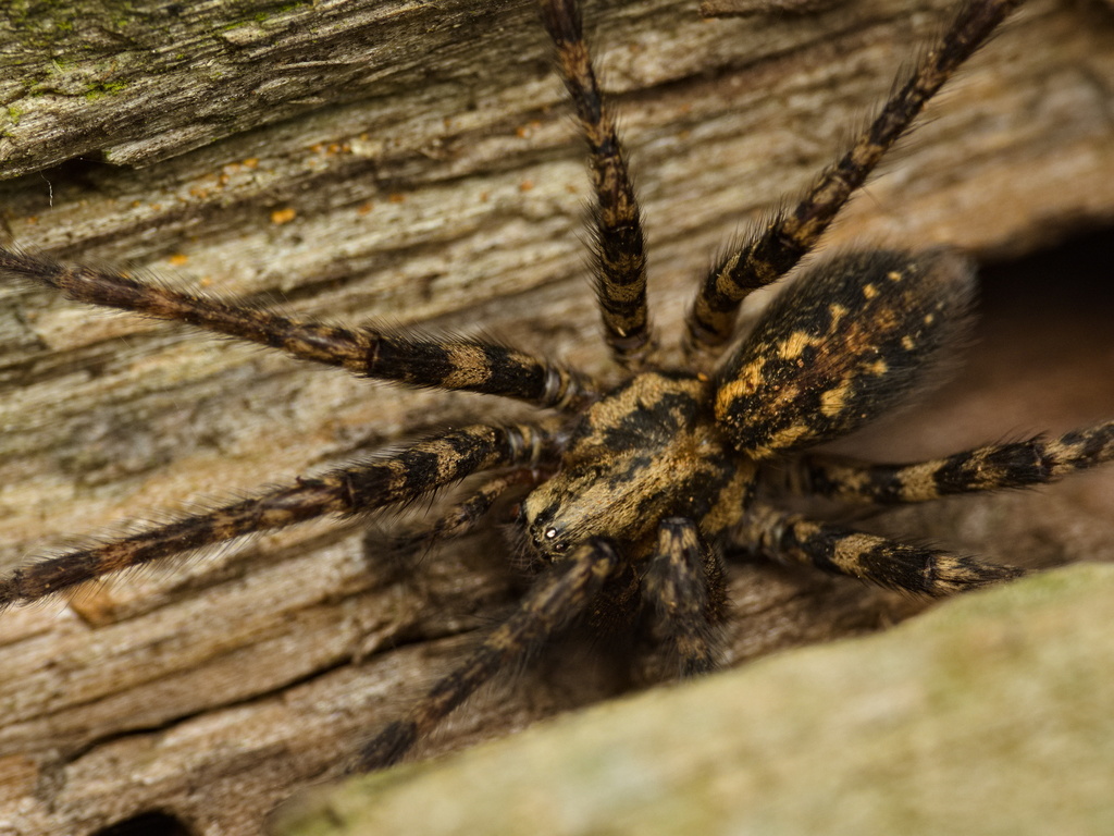 Charcoal Spider, photo 1 of 8