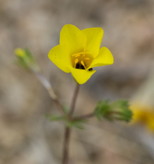 Leptosiphon chrysanthus
