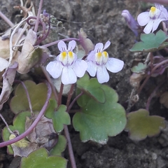 Cymbalaria muralis