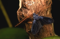 Drosicha