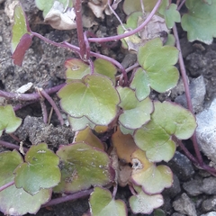 Cymbalaria muralis