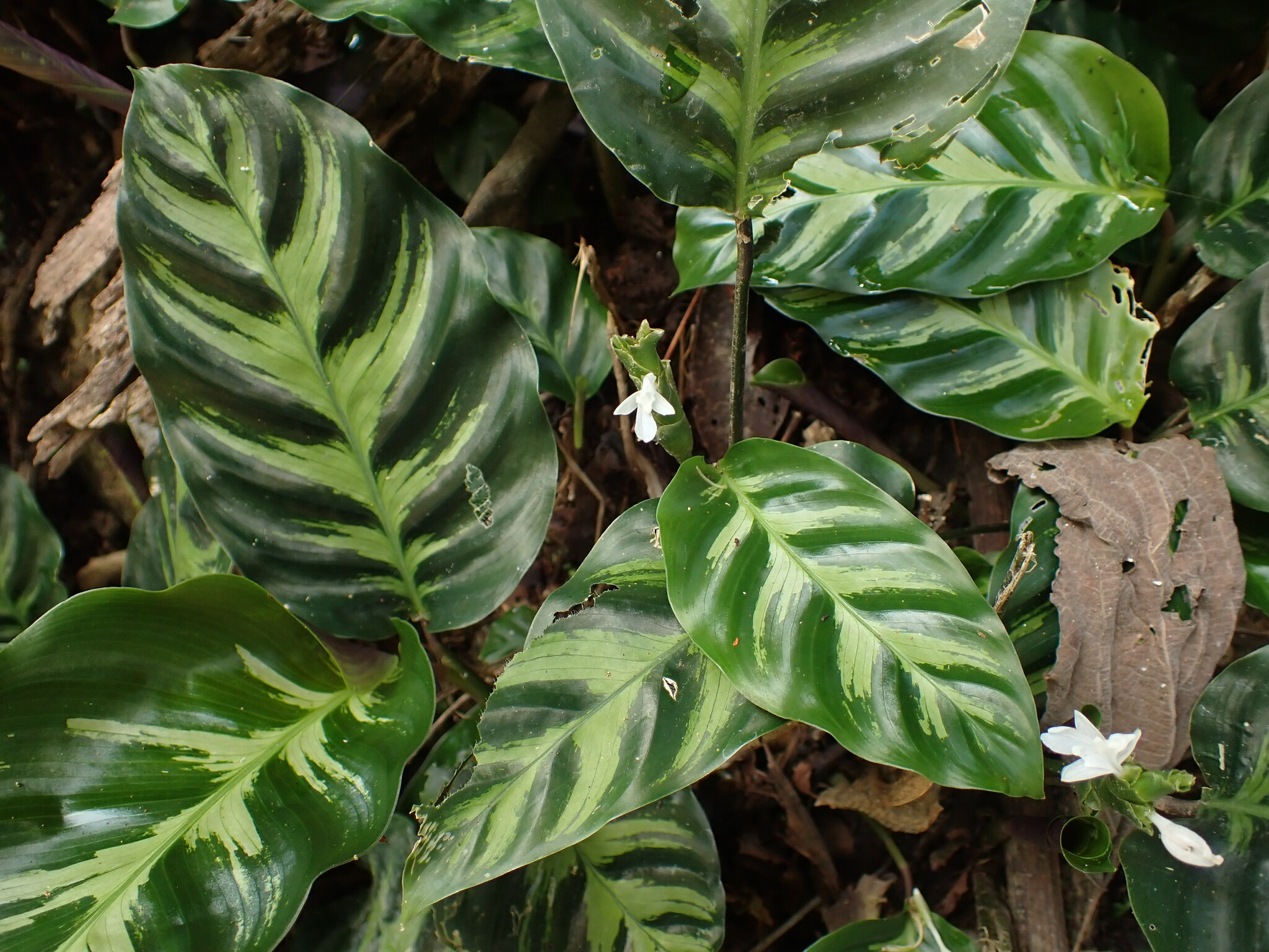 Imagem de Maranta white fusion