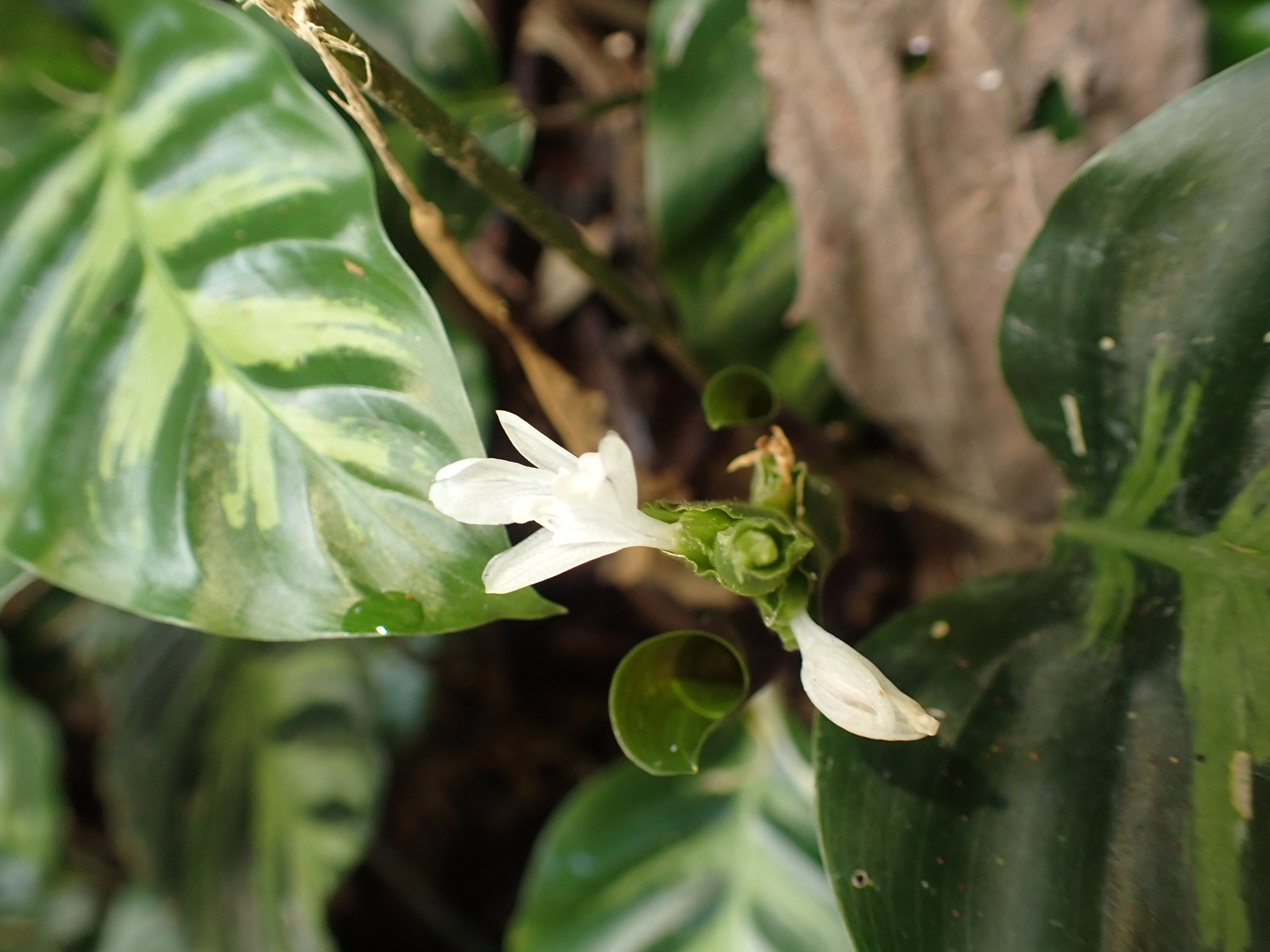 Imagem de Maranta white fusion