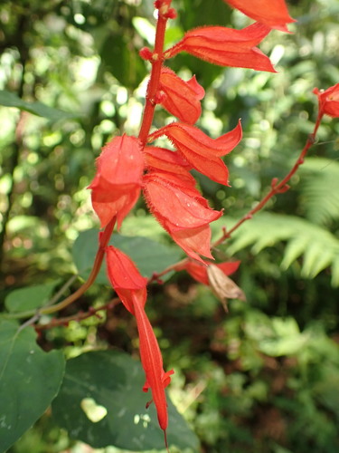 Salvia splendens