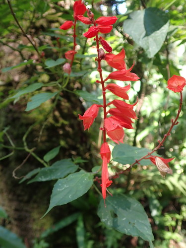 Salvia splendens