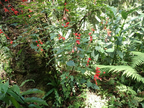 Salvia splendens