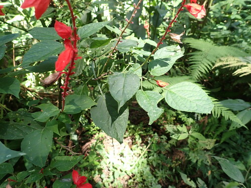 Salvia splendens