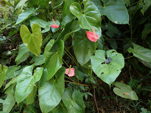Anthurium andraeanum