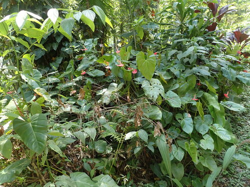 Anthurium andraeanum
