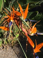 Strelitzia reginae reginae