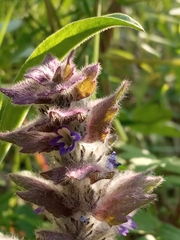 Ajuga orientalis