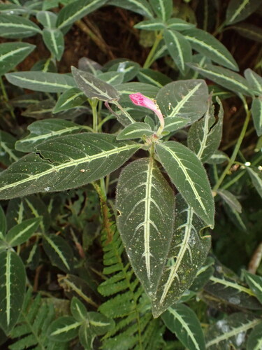 Ruellia makoyana, photograph 1