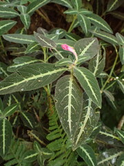 Ruellia makoyana, photograph (c) agujaceratops, some rights reserved (CC BY)