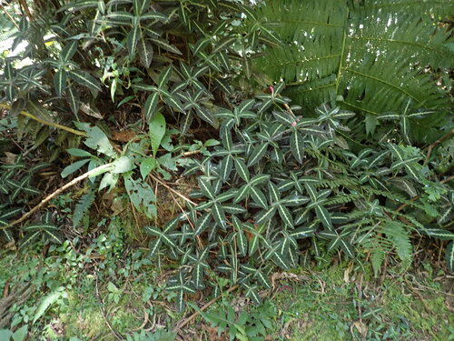 Ruellia makoyana, photograph 2