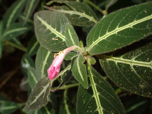 Ruellia makoyana, photograph 3