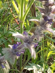 Ajuga orientalis