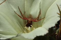 Xysticus californicus