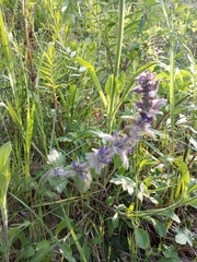 Ajuga orientalis