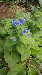 Pentaglottis sempervirens