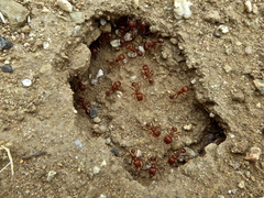 Pogonomyrmex californicus