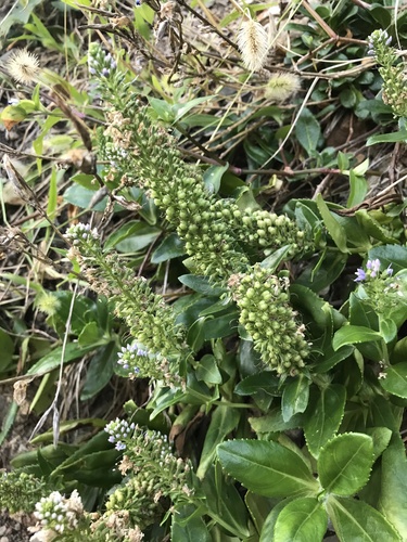 Veronica sieboldiana iNat (3)