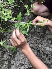 Ranunculus chinensis