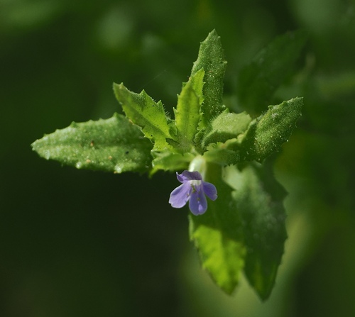 Image of Stemodia maritima by (c) desertnaturalist, some rights reserved (CC BY)